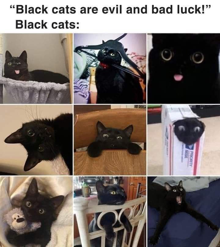 black Cats animals meme funny Catchymemes catchymemes black Cats animals meme funny Catchymemes catchymemes