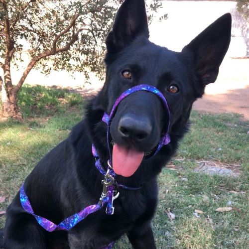 Bean got some fancy new galaxy gear from @thedizzydogcollarcoLooking very snazzy#germanshepherd 