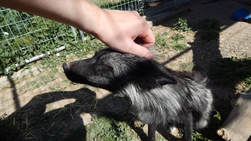 Moxxi the silver fox being an absolute sweetheart, definitely one of the sweetest foxes I ever met. 