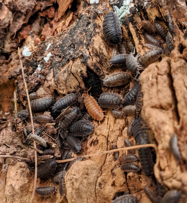 an orange pillbug surrounded by dozens of gray pillbugs