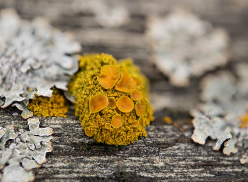 Maritime Sunburst Lichen