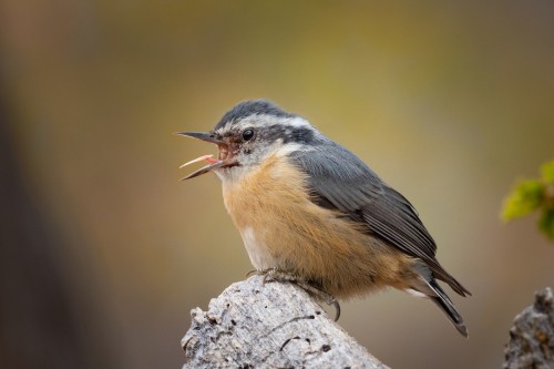 birds-that-screm: Red-breasted Nuthatch (Sitta canadensis)© Phil Chaon
