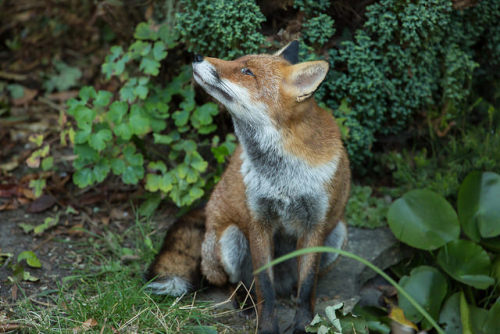 Red Fox (Vulpes vulpes) (Explored 18.09.2014) by Steven Whitehead on Flickr.