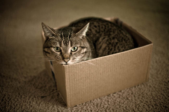 begmetocome:  aubrey-taylor:  If I fits, I sits.  they are still cats… big cats,