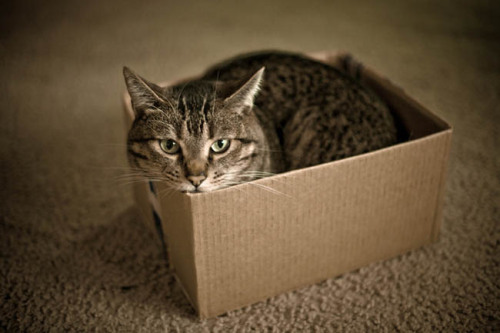 sammishim:  eziocauthon89:   graveyawn:  selva:  //cats & boxes  are you fuckin kiddin me  “If I fits, I sits” applies to all cats   How to catch a cat, ANY cat 