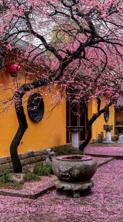 fuckyeahchinesegarden: plum blossoms in 铁佛寺tiefosi, 湖州huzhou, hubei province by 视觉影像杨