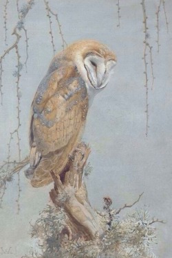 templeofapelles:  Winifred Austen (1876-1964)  Barn owl, 1910