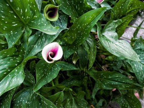 There&rsquo;s a valley of calla lilies somewhere in california. You should go find them. #ricoh #gr