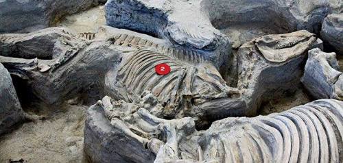 An amazing time capsuleAshfall fossil beds in Nebraska record a traumatic moment for Miocene mammals