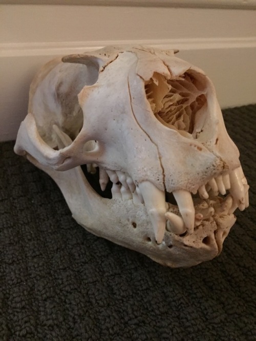 Sea lion skulls, an adult and juvenile. Very gnarly skulls