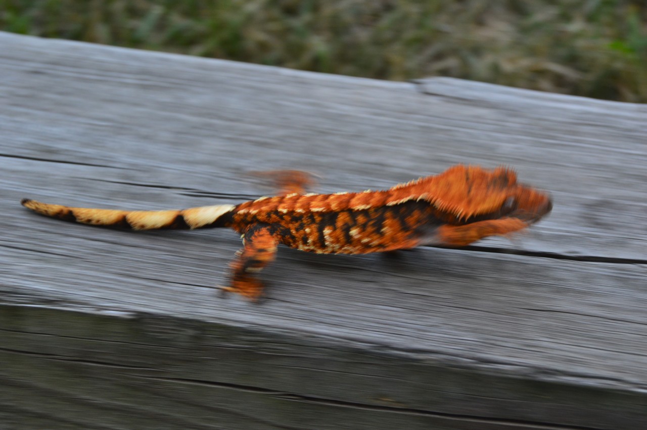 joe-isnt-here-right-now:  shingecko-no-kyojin:  Walker with bonus WARP SPEED (she