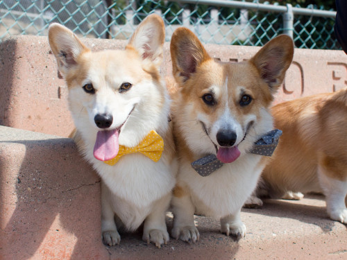 trinketbaby:Photos from a corgi meetup.