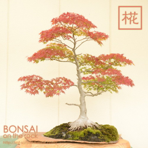 椛（モミジ）の石付盆栽MOMIJI, Japanese maple bonsai on a rock2017.10.1 撮影bonsai on the rock| Creema | BASE | Za