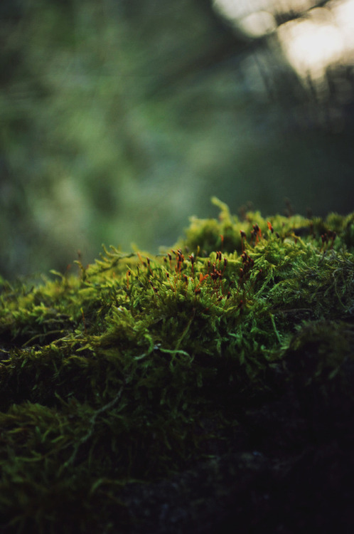 forgetspace:  http://forgetspace.tumblr.com/  - Follow for more amazing photos ^^