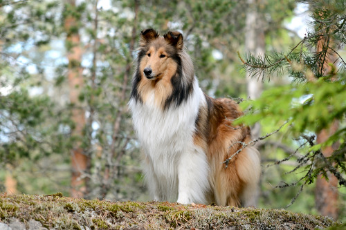 jucaides: Couldn’t resist posting a couple photos of this beauty.She belongs to my close frien