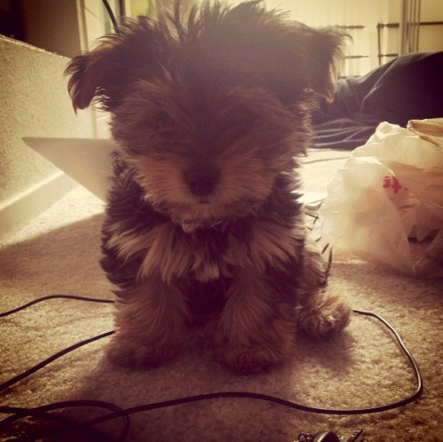 thisisntmeimnotmechanical:  *dies*  it’s an ewok