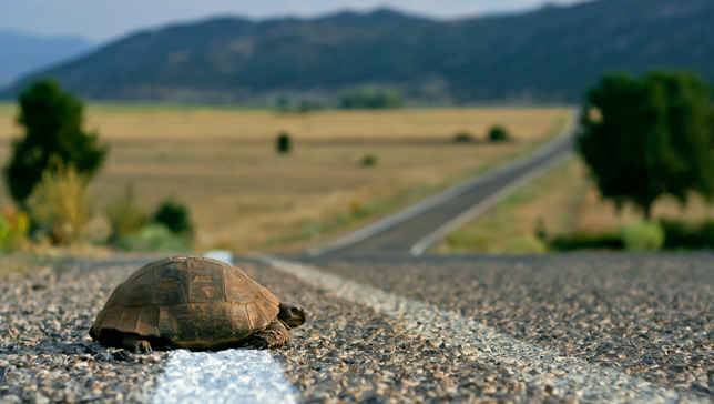 How did the turtle cross the road? With your help
If you see a turtle trying to cross the road, it most likely needs your assistance. Here are some tips on how you can get the turtle safely on its way.