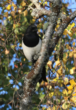 michaelnordeman:  A curious magpie. En nyfiken