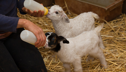 rescuedfarmanimals:Today we welcome our triple J goats -Julia, Jillian and Jacob; our all Australia 