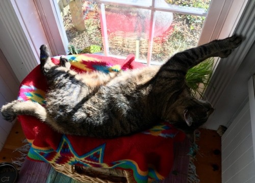 ohnopicturesofanothercat: Positioned for maximum sun on belly.