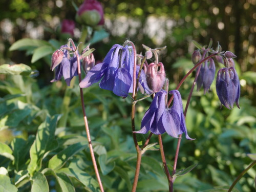 Aquilegia vulgaris — European columbine