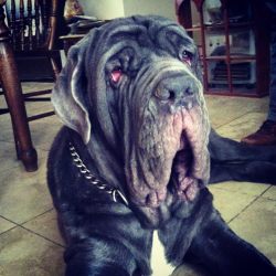 handsomedogs:  Achilles, Neapolitan Mastiff.