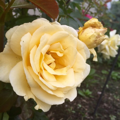 nationofawol: I’ve been documenting all the flowers around my house this year, and the yellow 
