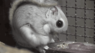 gifsboom:  Russian flying squirrel. [video] [Mmovies21] 