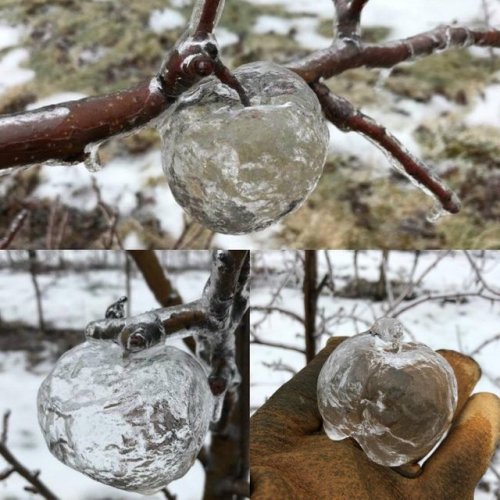 sixpenceee:These  are known as “Ghost Apples.” They are created when freezing rain coats  rotting apples, and when the mushy rotten apple falls out, it leaves a  shell of ice.Icy rain creates ‘ghost apples’ in Kent County