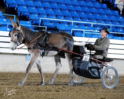 all-the-horses:Clyde’s Gallant FoxBy T.J.C. ClydeMammoth Jack , StallionBorn 2007