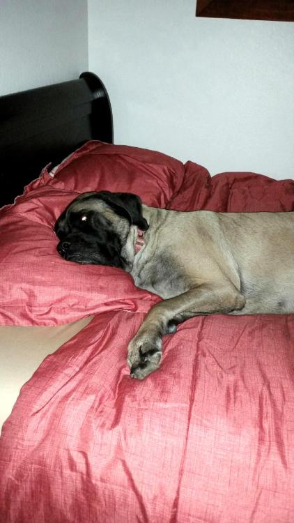 awwww-cute:  I recently moved out of state. My mom sent me this photo of my dog laying in my bed “waiting for me”