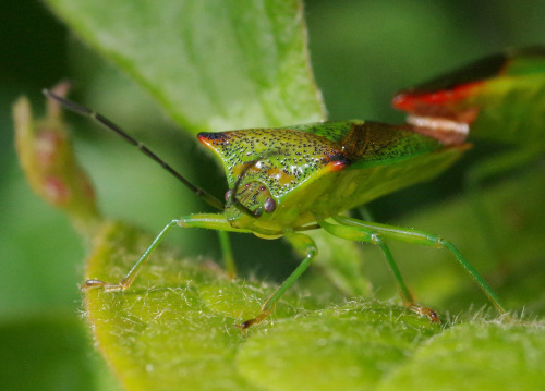 Hawthorn shield bugs - Acanthosoma haemorrhoidale in the garden.