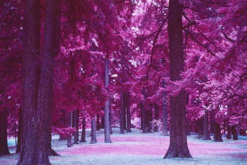 nomadicmemories:  forest /// by heather boyd  www.Instagram.com/nomadic_memories/ 