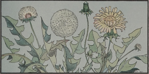nemfrog:Dandelions. Finding Nature’s Treasures. 1933.Internet Archive