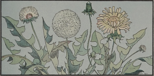 Dandelions. Finding Nature's Treasures. 1933. Internet Archive