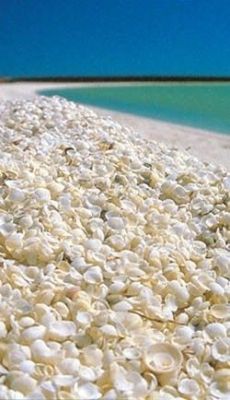 intheicyairofnight: faslaidir:  sixpenceee:  Shell Beach in Shark Bay, Western Australia. As the name indicates it’s a beach entirely made of small white shells.  Is Shark Bay entirely made of sharks though?  I honestly thought this was popcorn 
