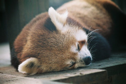 dr-amat:  Nap time by Adam Harley on Flickr.