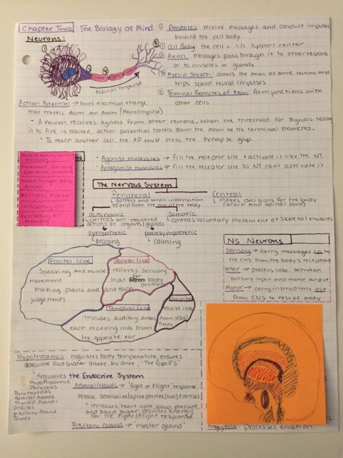 acciostudy:So I got a request to do a close up of my review sheets and maybe a mini how-to so let’s 