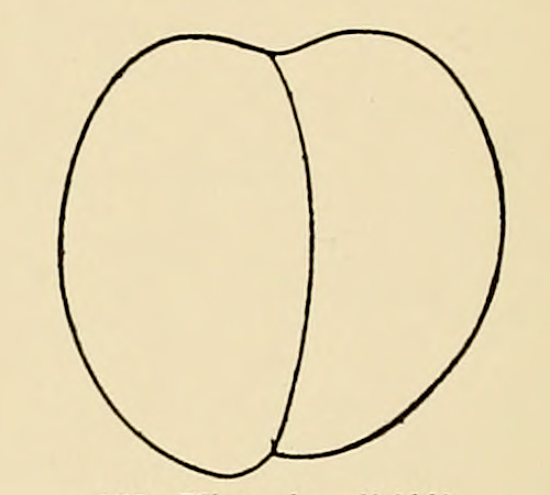 nemfrog: Victoria nectarine. Cyclopedia of hardy fruits. 1922.Internet Archive