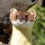 weaselpaw
