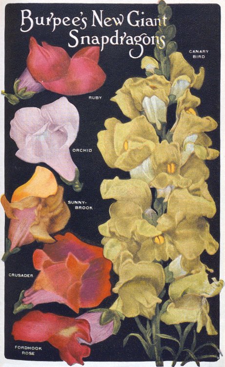 hagleyvault:Snapdragons are popular #FridayFlowers for attracting hummingbirds and butterflies; the 