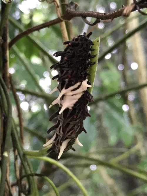 onenicebugperday:Common windmill butterfly, Byasa polyeuctes, Papilionidae (Swallowtails)F