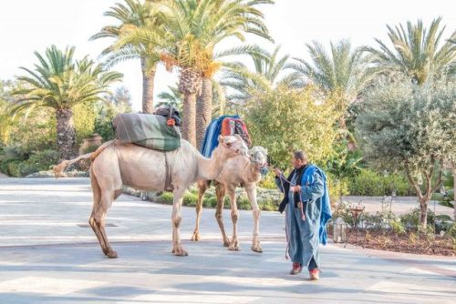 Posted : tinamotta.tumblr.com Fonte : Marrakech – Janine Silva FSMarrakech_-camels-on-event-at-hotel
