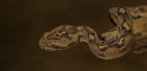 lovingexotics: Sind Saw-Scaled Viper Echis Carinatus Sochureki Source: Here