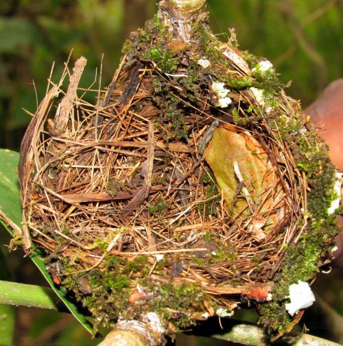 No birds here; just a Natal forest tree frog [Leptopelis natalensis] cozied up in an abandoned nest.