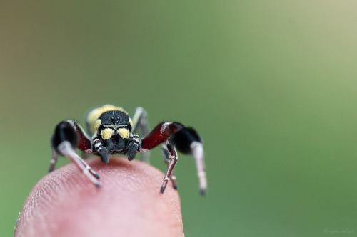 bugsrfckdup:onenicebugperday: Male tufted social velvet spider, Stegodyphus tibialis, Eresidae 