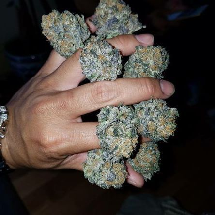 thedailychief:  Collect all the nugs! 🤤😛🖐📷:instagram.com/kingpushacali