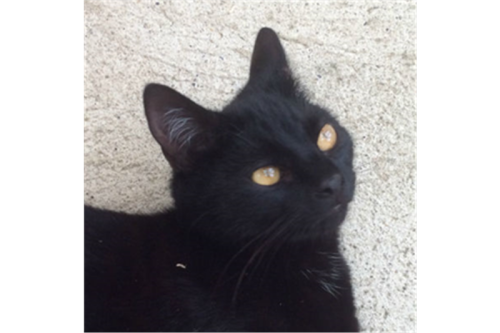 animalcharitiesuk: Cat of the Day Bramble, from Cats Protection, Torquay. Click here for more info o