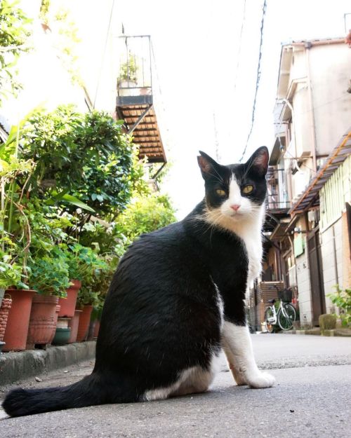 この通り嫌いじゃないかな。#fixx201309 #シッポ追い #tailchaser #猫 #ねこ #ネコ #cat #cats #猫写真 #東京猫 #外猫 #地域猫 #ねこ部 #まちねこ #ネ