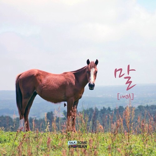 Talk To Me In Korean Have you ridden a horse(말) before? 여러분 말 타 본 적 있나요? If you have, where was it? 